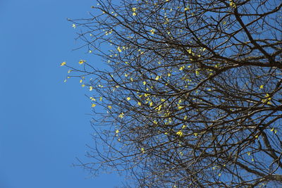 Low angle view of trees against blue sky