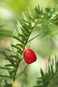 Close-up of red berries growing on tree