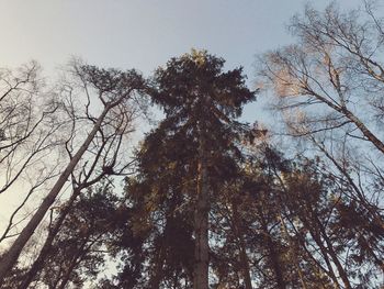 Low angle view of tree against sky