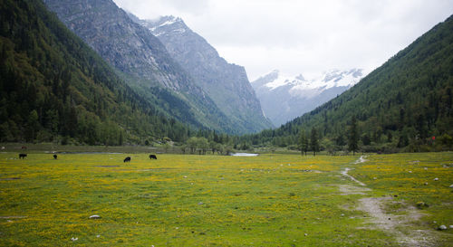 Scenic view of mountains