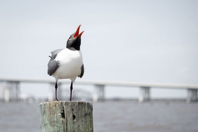 Seagull perching on wooden post