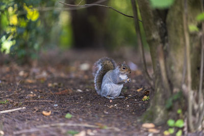 Squirrel on a field