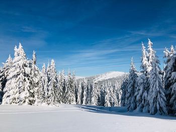 Forest of conifer trees covered in snow on a day with clear blue sky