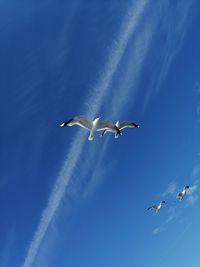 Low angle view of seagulls flying