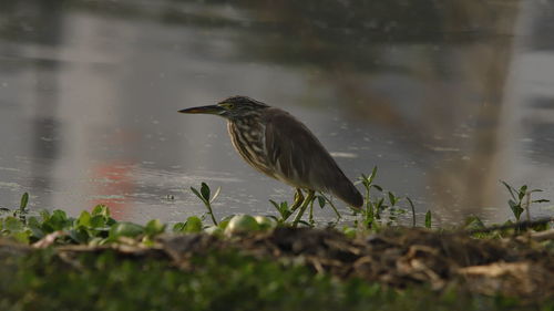 Bird perching on a lake