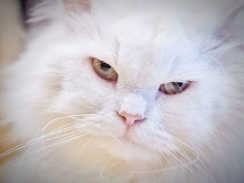 Close-up portrait of white hair cat