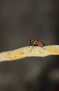 Close-up of fly