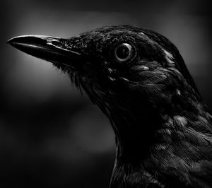 Close-up of a bird