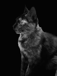 Close-up of cat looking away against black background