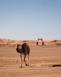 Horse standing on field against clear sky