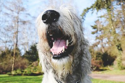 Close-up of dog against trees