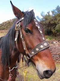 Close-up of horse on field