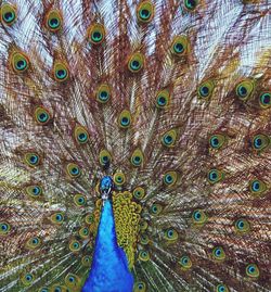 Close-up of peacock