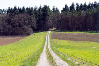 Road amidst trees on field