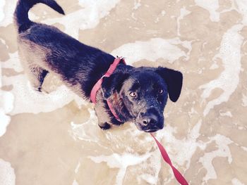 High angle view of dog in the ocean looking at camera