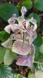Close-up of flower blooming outdoors