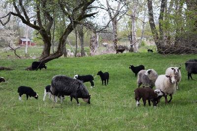 Sheep in a field