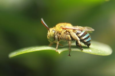 Close-up of insect on flower
