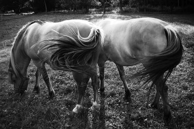 Horse grazing on field