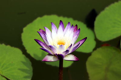 Close-up of water lily in pond