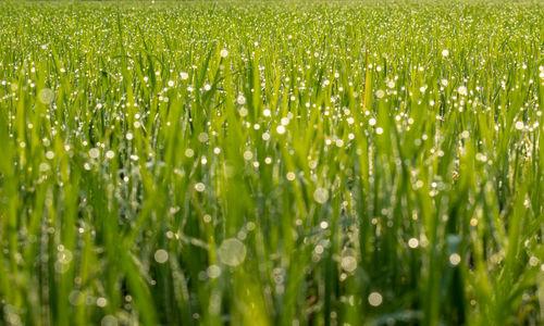 Full frame shot of wet plants on field