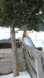 Snow covered wooden post