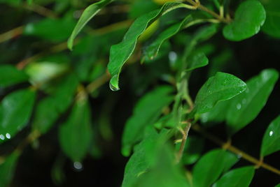 Close-up of wet plant leaves