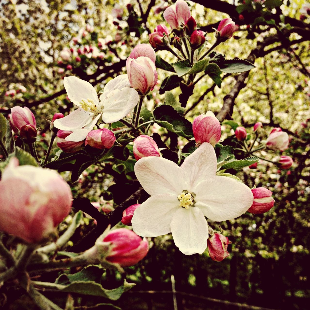 flower, freshness, growth, fragility, petal, pink color, beauty in nature, nature, flower head, focus on foreground, close-up, blooming, in bloom, blossom, branch, plant, day, springtime, tree, park - man made space