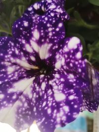 Close-up of purple flowering plant