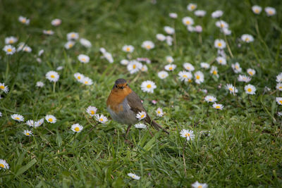 Close-up of bird perching on field