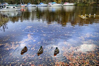 Ducks in lake