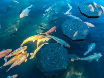 High angle view of fishes swimming in sea