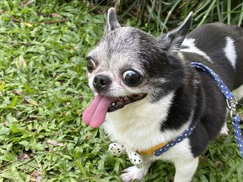 Close-up of a dog on field