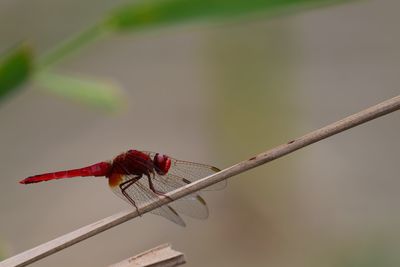 Close-up of insect perching on twig