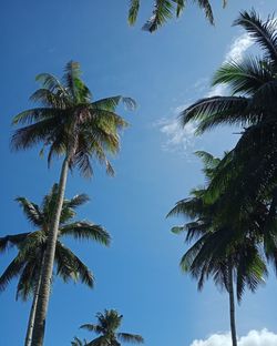 Low angle view of palm trees against sky