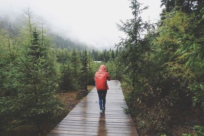 Rear view of woman walking on wet boardwalk amidst trees in forest