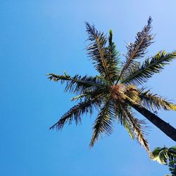 Low angle view of trees against clear blue sky