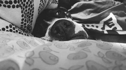 Close-up of dog lying on bed at home