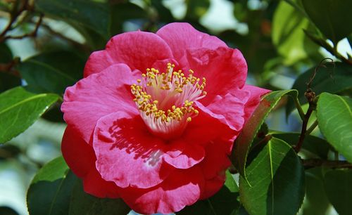 Close-up of pink flowering plant