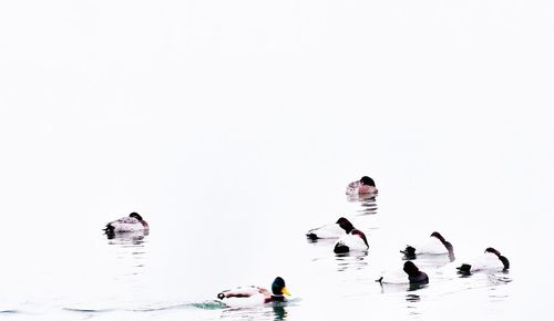 People swimming in water