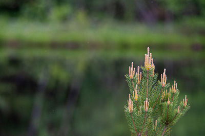 Close-up of succulent plant in lake