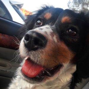 Close-up portrait of dog