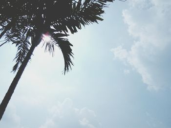 Low angle view of palm tree against sky