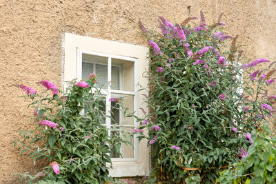 Pink flowering plants by window of building