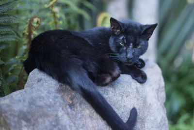 Close-up of a cat