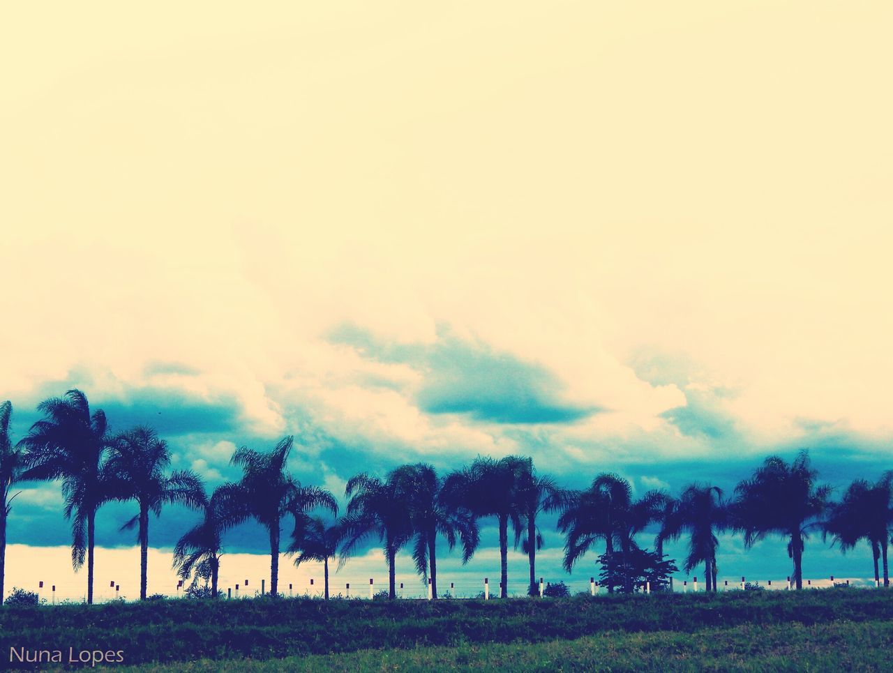 TREES AGAINST SKY