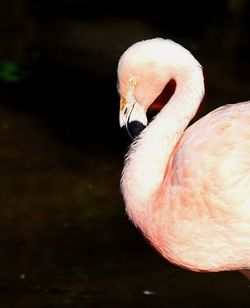 Close-up of swan in water