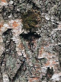 Full frame shot of tree trunk