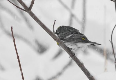 Bird perching on twig