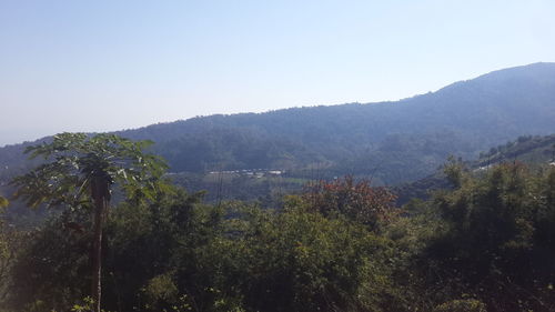 Trees on landscape against clear sky